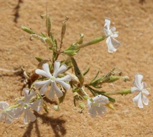 Whole plant