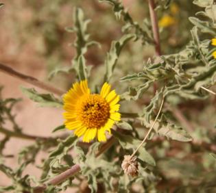 Asteriscus graveolens flower