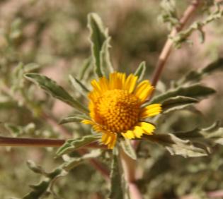 Asteriscus graveolens flower