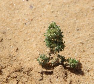 Whole plant
