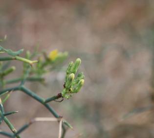 Launaea spinosa flower