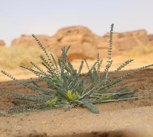 Whole plant