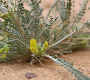 Astragalus sieberi flower