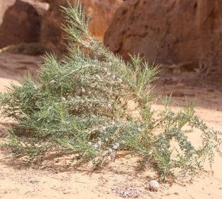 Whole plant