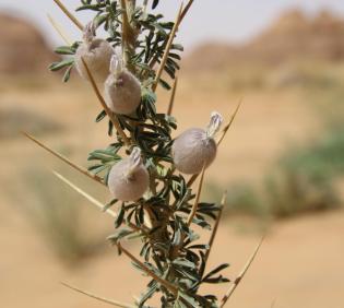 Astragalus spinosus leaves and flowers