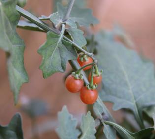 Solanum villosum fruits