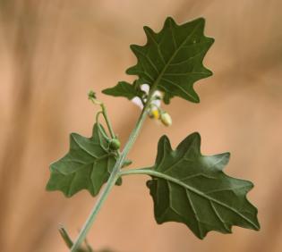 Solanum villosum leaves
