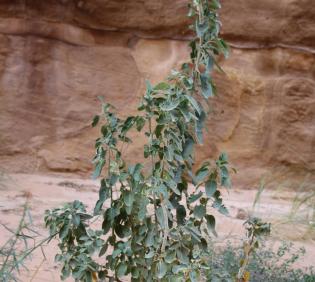 Whole plant
