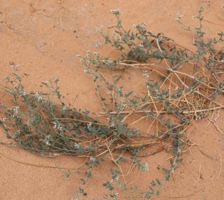 Whole plant