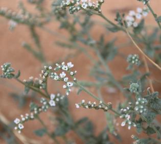 Heliotropium bacciferum flowers