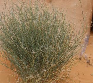 Whole plant