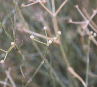 Deverra triradiata flowers