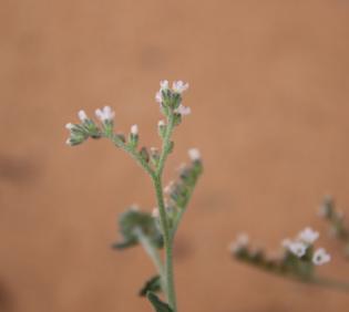 Heliotropium bacciferum flowers