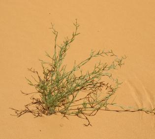 Whole plant