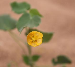 Flower of Abutilon fruticosum