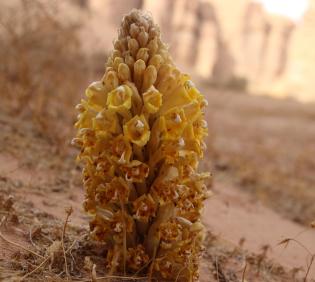 Cistanche tubulosa flowers