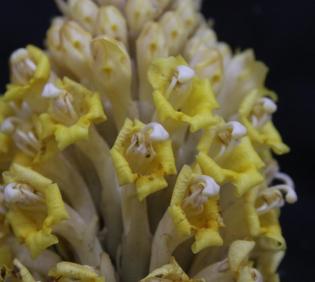 Cistanche tubulosa flowers