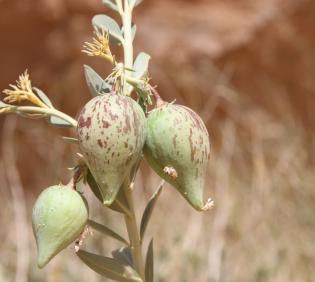 Solenostemma arghel fruits