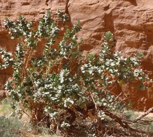 Whole plant
