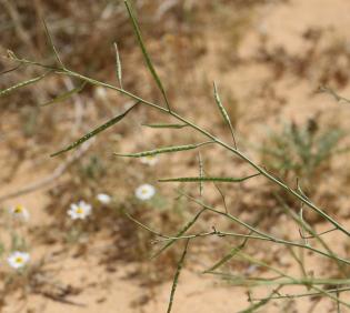 Coincya tournefortii fruits
