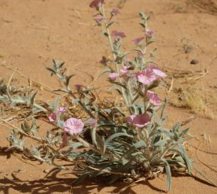 Whole plant
