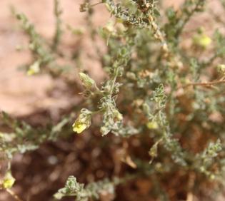 Kickxia aegyptiaca flower