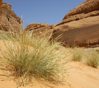 Centropodia forskaolii on Sand dune