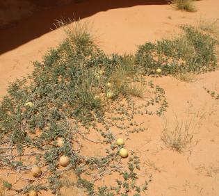 Whole plant