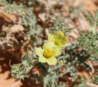 Citrullus colocynthis flower