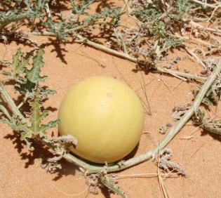 Citrullus colocynthis fruit