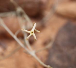Farsetia aegyptia flower