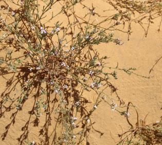 Whole plant