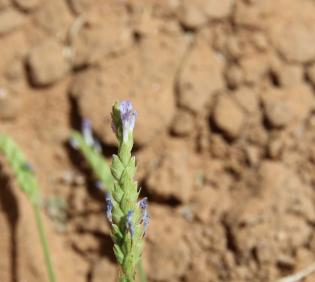 Lavandula pubescens flowers