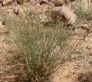 Whole plant