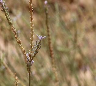Lavandula pubescens flowers and fruits