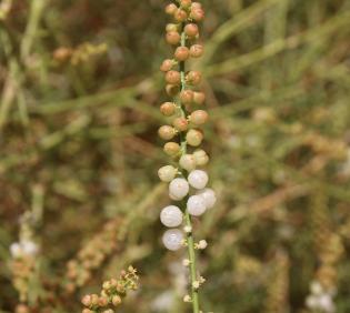 Ochradenus baccatus fruits