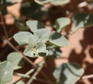 Commicarpus helenae leaves