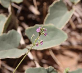 Commicarpus helenae flower and leaves