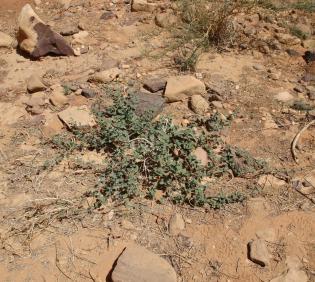 Whole plant