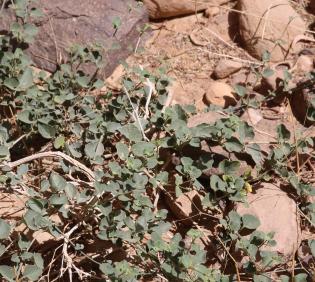 Commicarpus helenae leaves