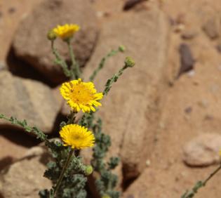 Pulicaria incisa flowers
