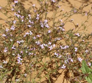 Whole plant