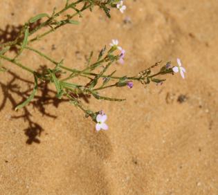 Eremobium aegyptiacum flowers
