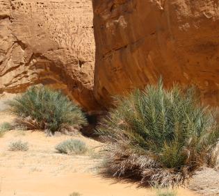 Whole plant
