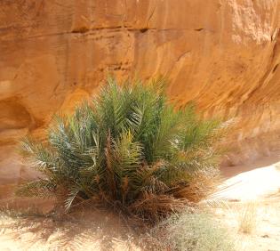Whole plant