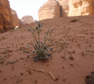 Whole plant