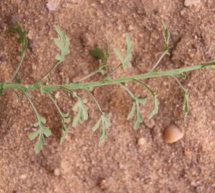 Eschenbachia stricta leaves