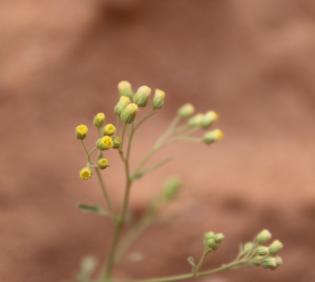 Eschenbachia stricta flowers