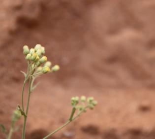 Eschenbachia stricta flowers