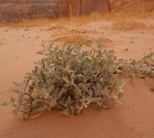 Whole plant
